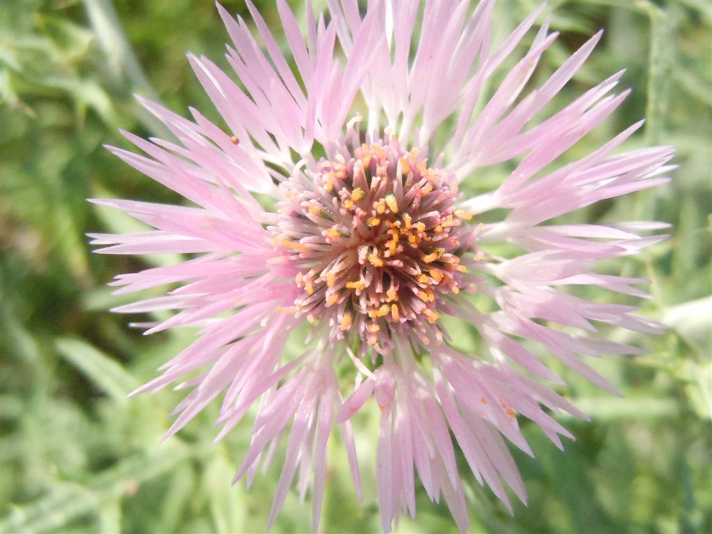 Galactites tomentosus